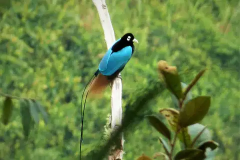 Blue Bird-of-paradise