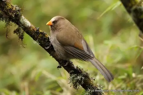 Great Parrotbill