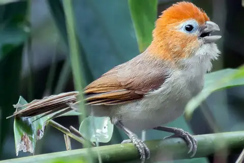 Rufous-headed Parrotbill