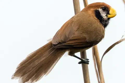 Black-breasted Parrotbill