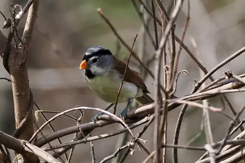 Grey-headed Parrotbill