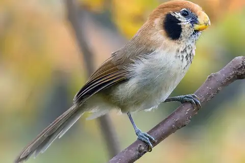 Spot-breasted Parrotbill