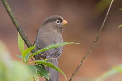Three-toed Parrotbill