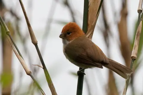 White-breasted Parrotbill