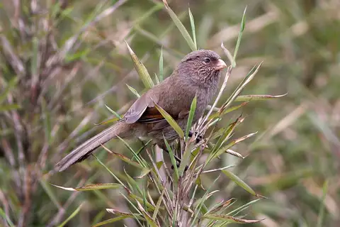 Brown Parrotbill