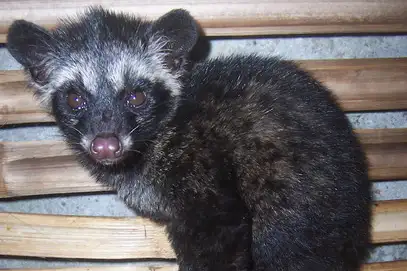 Northern Palm Civet