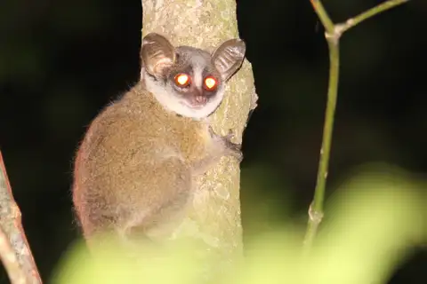 Kenya Coast Galago