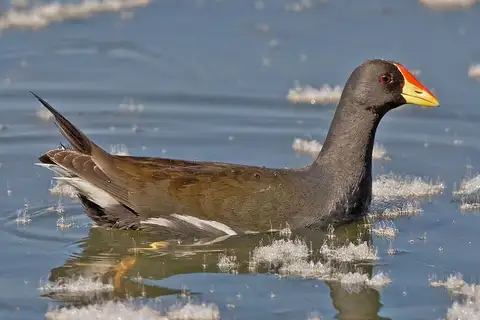 Lesser Moorhen