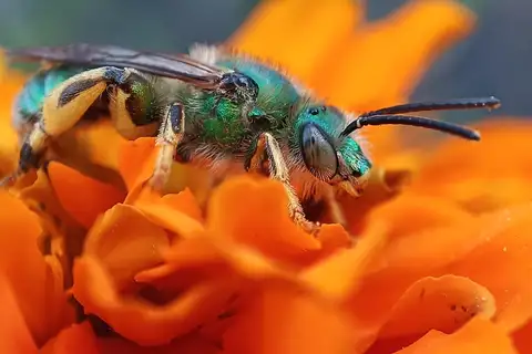 Celestial Striped-Sweat bee