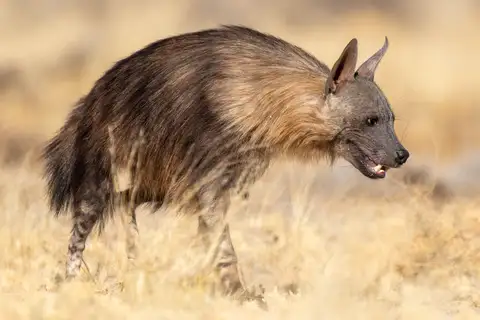 Brown Hyaena