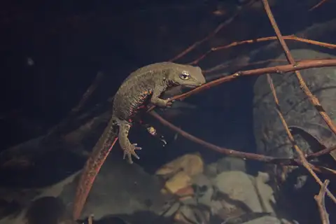 Hong Kong Warty Newt