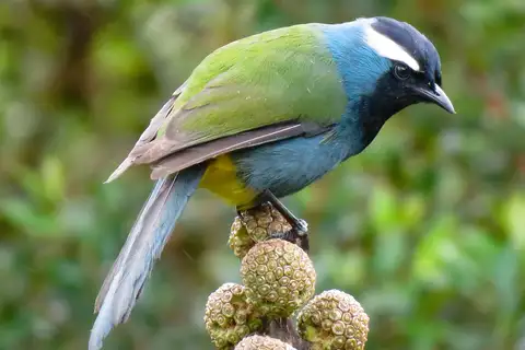 Eastern Crested Berrypecker