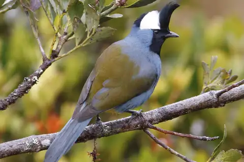 Western Crested Berrypecker