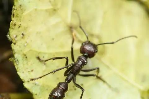 Bullet Ant