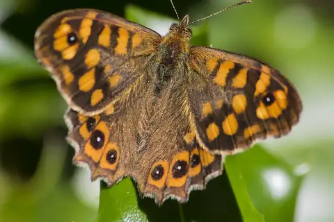 Speckled Wood