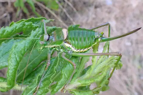 Balearic Saddle Bush-cricket