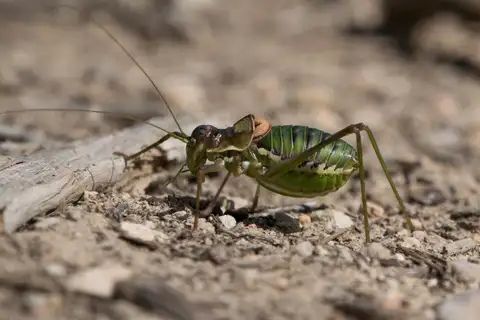 Perez's Saddle Bush-cricket