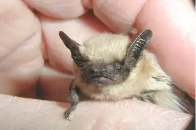 Canyon Bat