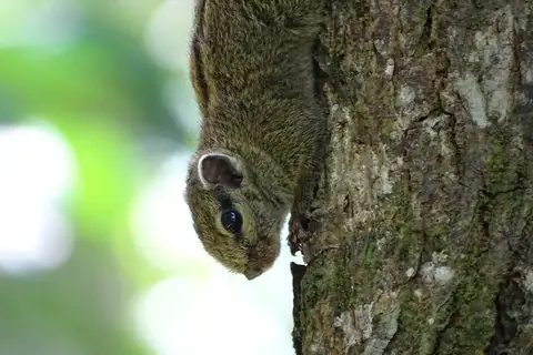 Alexander's Bush Squirrel