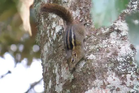 Boehm's Bush Squirrel