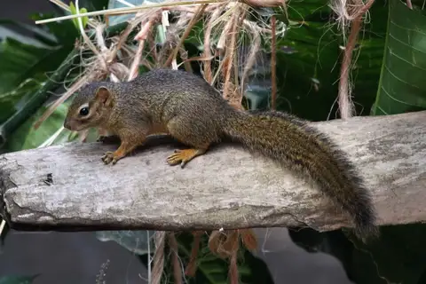 Ochre Bush Squirrel