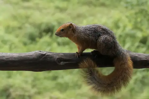 Red Bush Squirrel