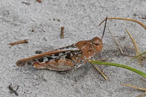 Orange-Winged Grasshopper