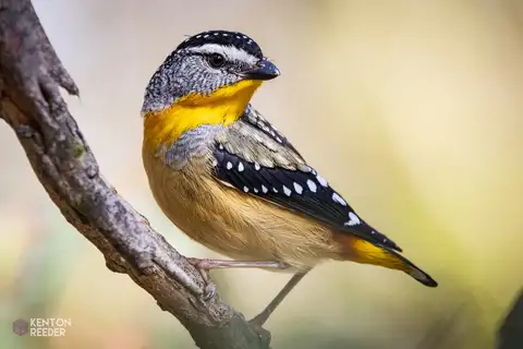 Spotted Pardalote