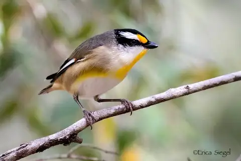 Striated Pardalote