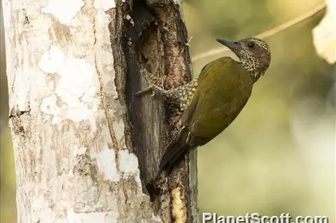Brown-eared Woodpecker