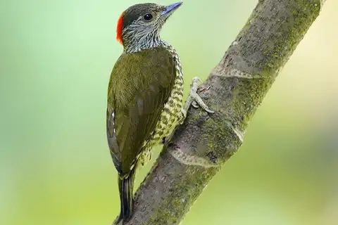 Buff-spotted Woodpecker