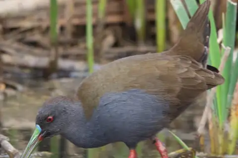 Plumbeous Rail
