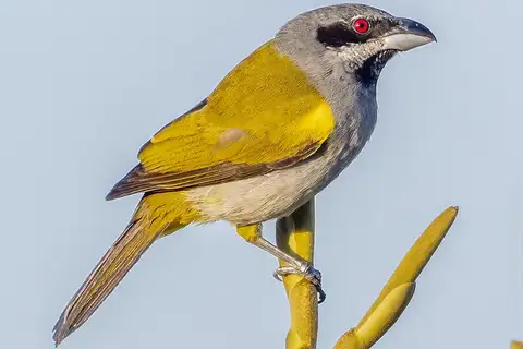 Yellow-shouldered Grosbeak