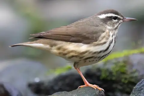Louisiana Waterthrush