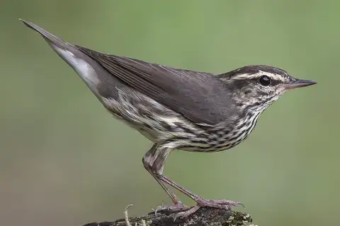 Northern Waterthrush