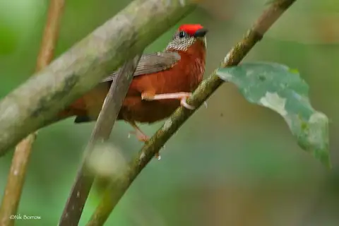 Red-fronted Antpecker