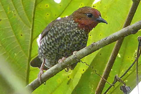 Woodhouse's Antpecker