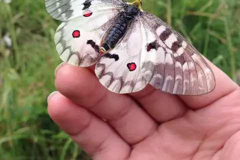 Clodius Parnassian