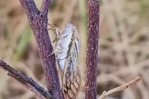 Spinifex Buzzer