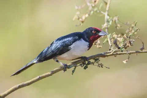 Crimson-fronted Cardinal
