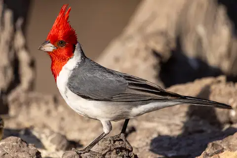 Red-crested Cardinal