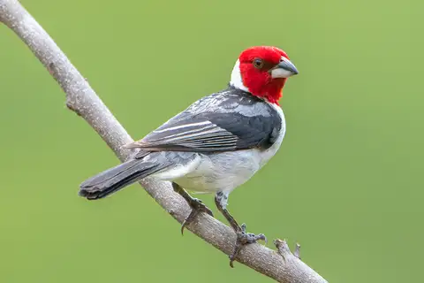Red-cowled Cardinal