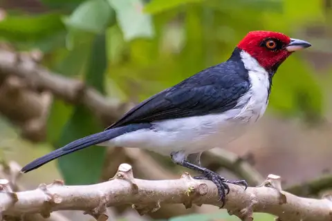 Red-capped Cardinal