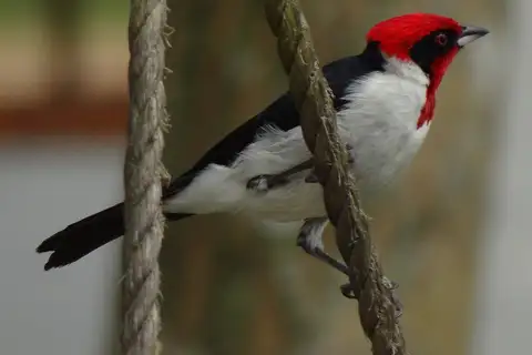 Masked Cardinal