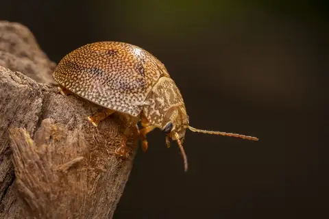 Dotted Paropsine Leaf Beetle