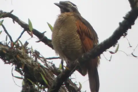 Queen Carola's Parotia