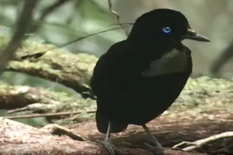 Eastern Parotia