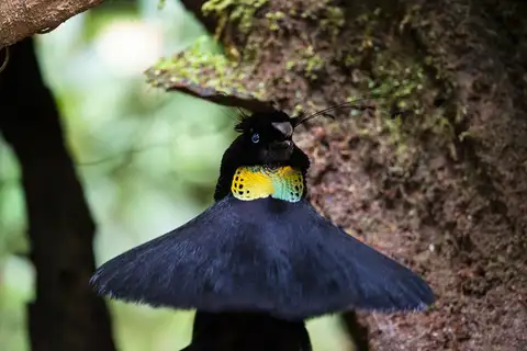 Western Parotia