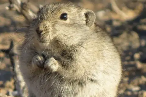 Brants's Whistling Rat