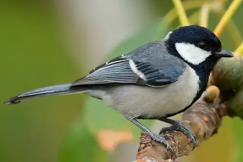 Asian Tit